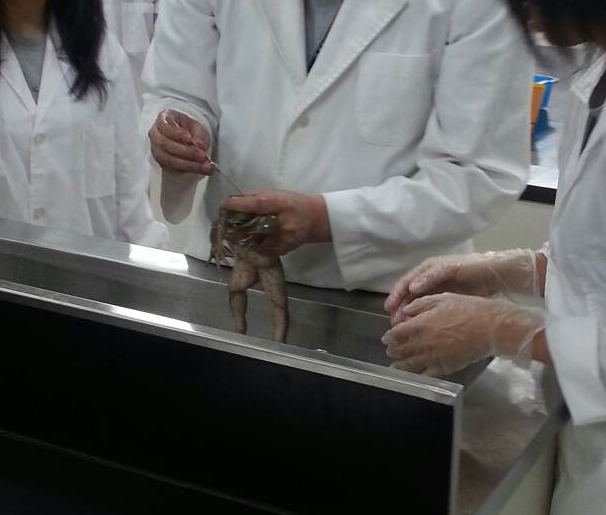 根據動保法規定,使用動物進行科學實驗,應盡量避免使用活體動物,且需成立實驗動物照護小組,來維護動物福利。 動物解剖實驗示意圖 新北市動保處/提供