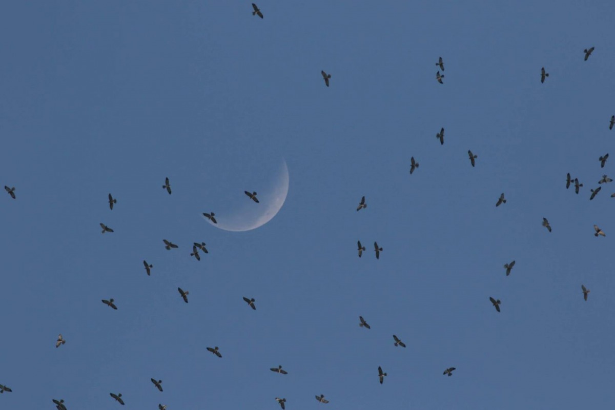 墾丁社頂公園可以觀察到即將出海南遷的赤腹鷹群。台灣猛禽研究會林經國/提供