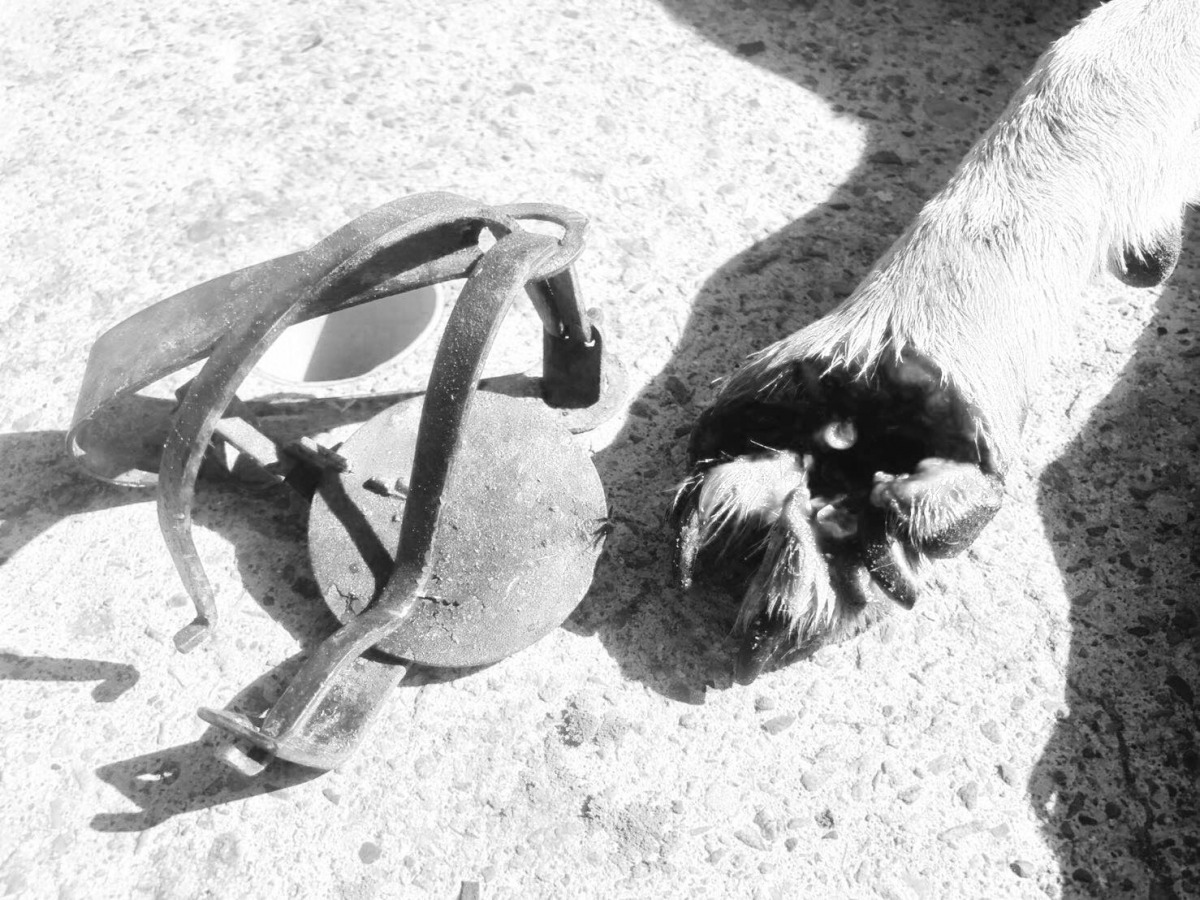 被獸鋏夾傷的浪犬，左前腳掌斷裂、深可見骨。照片經變色處理 浪愛傳遞/提供