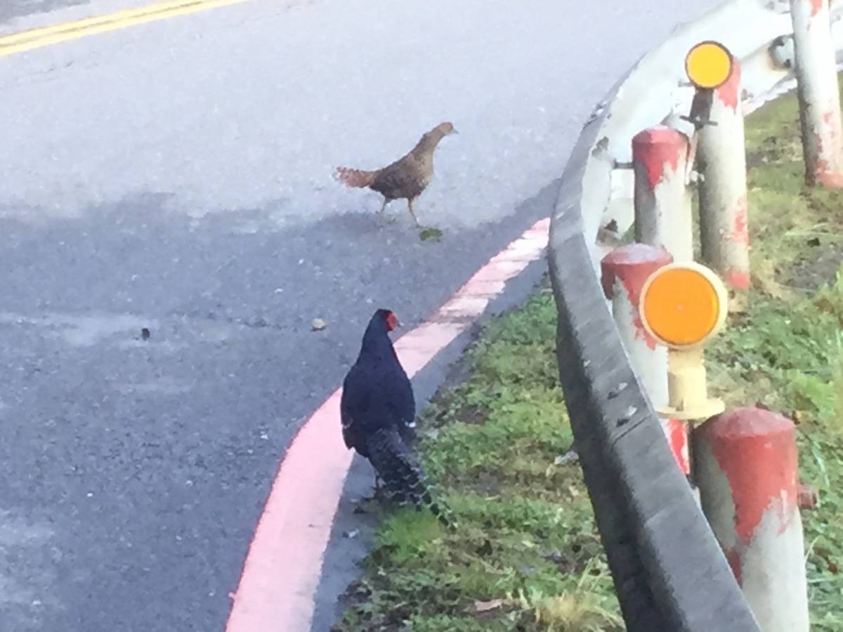 野生動物頻頻出沒在大馬路上,令人擔心牠們的安危。 圖為二級保育類帝雉 羅東林管處/提供