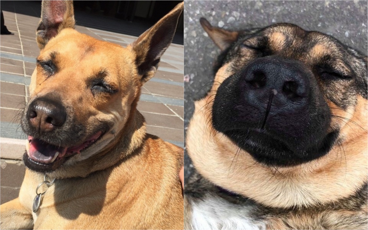 淡江大學的校犬「小黃」(左)與輔仁大學的「來福伯」(右)分別獲得人氣票選活動的2、3名。 新北市動保處/提供