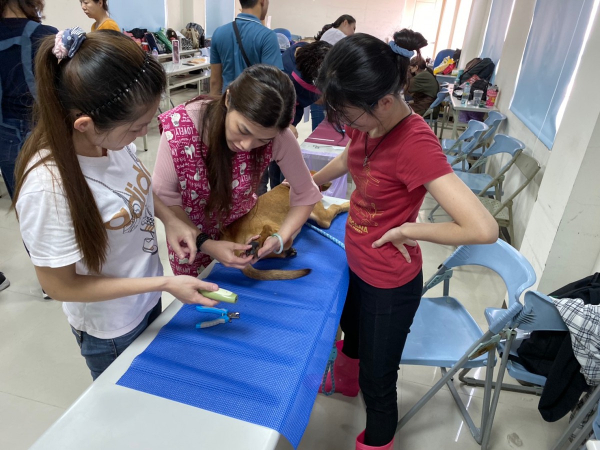 台南市寵物商業同業公會黃曉亭理事長教學員們如何幫狗狗剃腳底毛。姚崇仁/攝
