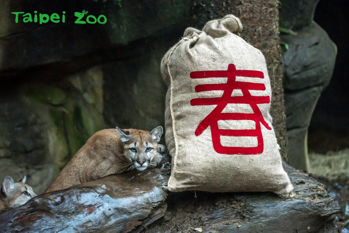 台北市立動物園過年期間只有除夕一天為休園日。 台北市立動物園/提供