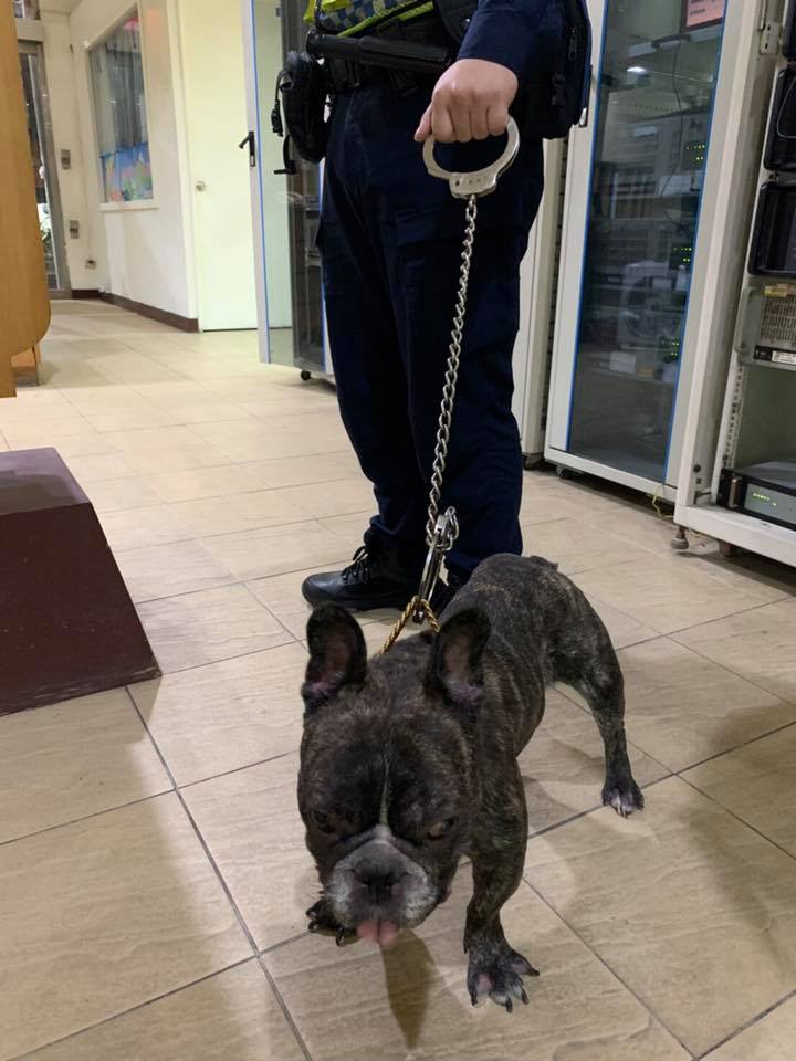 員警用腳鐐代替牽繩,以防法鬥亂跑發生危險。 翻攝/基隆市警察局