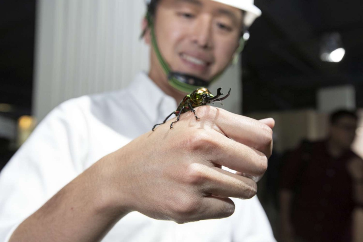昆蟲館內的「世界最美」彩虹鍬形蟲。 新竹市政府/提供