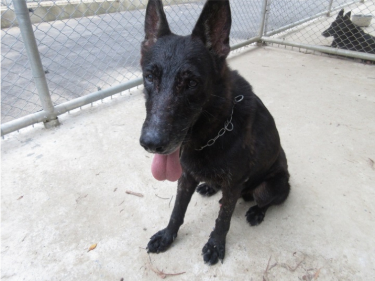 退役的偵爆犬「邁可」值勤過無數的偵爆任務。 憲兵指揮部/提供