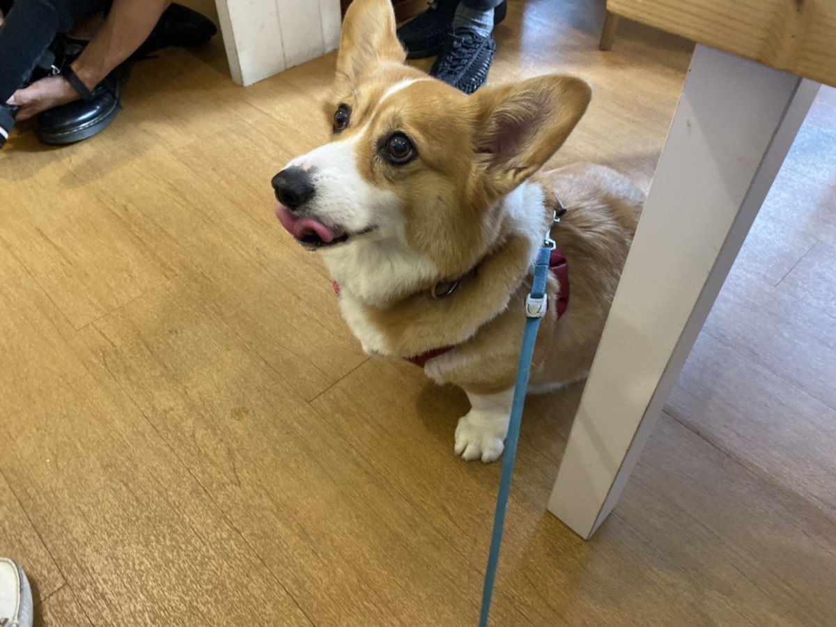 「Coco」因為在繁殖場生了不少小孩,肚子嚴重下垂。 姚崇仁/攝