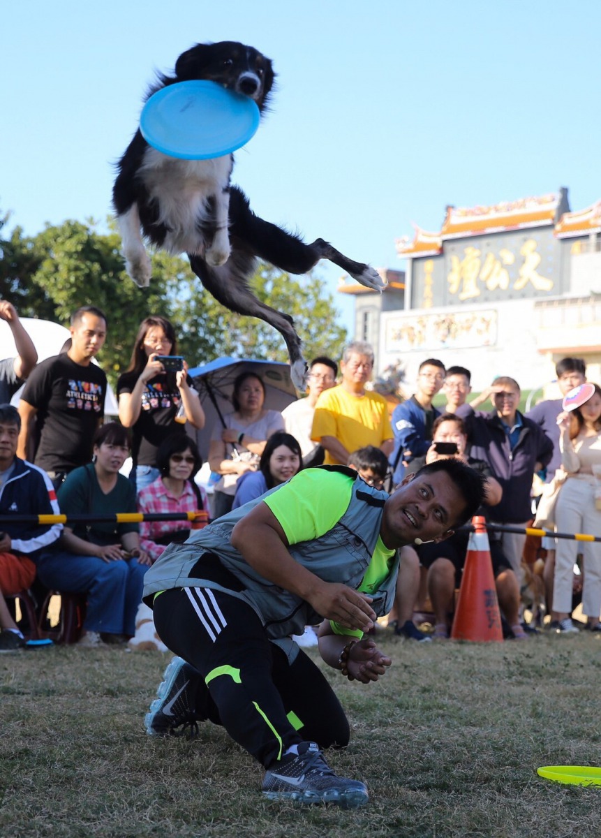 運動會現場邀請到訓練師帶著牧羊犬進行飛盤表演。 新竹市政府/提供