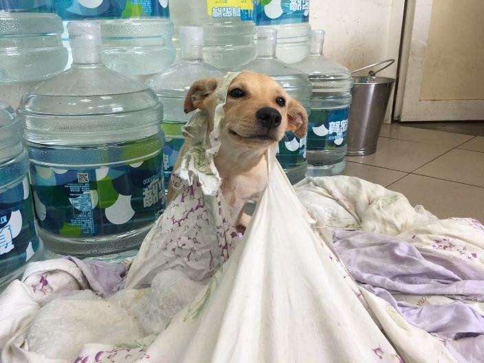 剛到動物之家的「陽陽」因為後腳癱瘓加上前腳無力,只能在被單上玩耍。 新北市動保處/提供