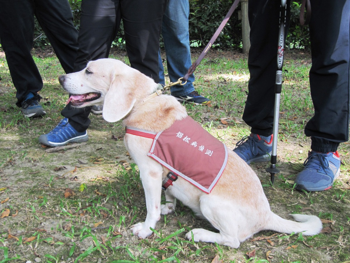 褐根病偵查犬執勤中會穿著背心，在聞到疑似感染區域會主動坐下。　嘉義林管處/提供