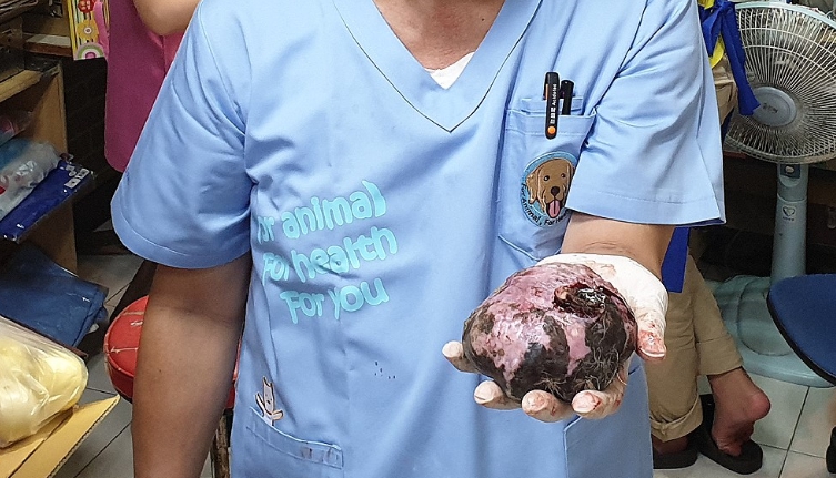 獸醫師動手術將重量460公克的腫瘤切除。台灣動物緊急救援小組/提供