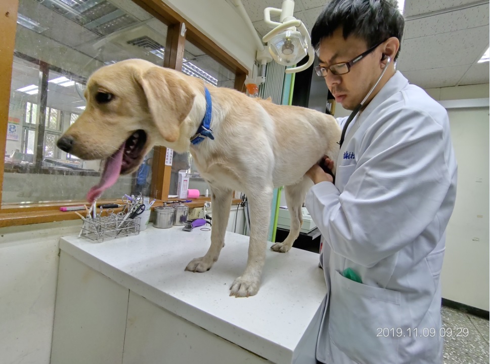 遭「愛的小手」鞭打的拉不拉多由動保處獸醫師檢查身體狀況,所幸並無任外傷。 新北市動保處/提供