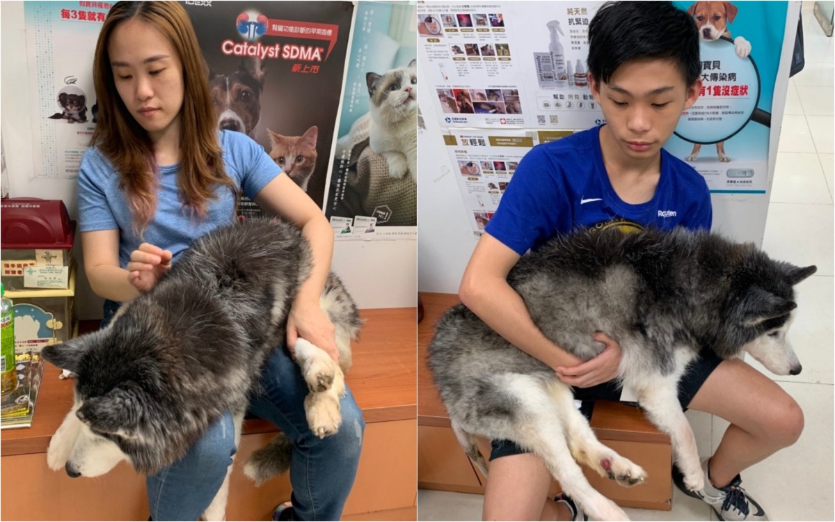 朱小姐一家人細心照顧「狼妹」。 新北市動保處/提供