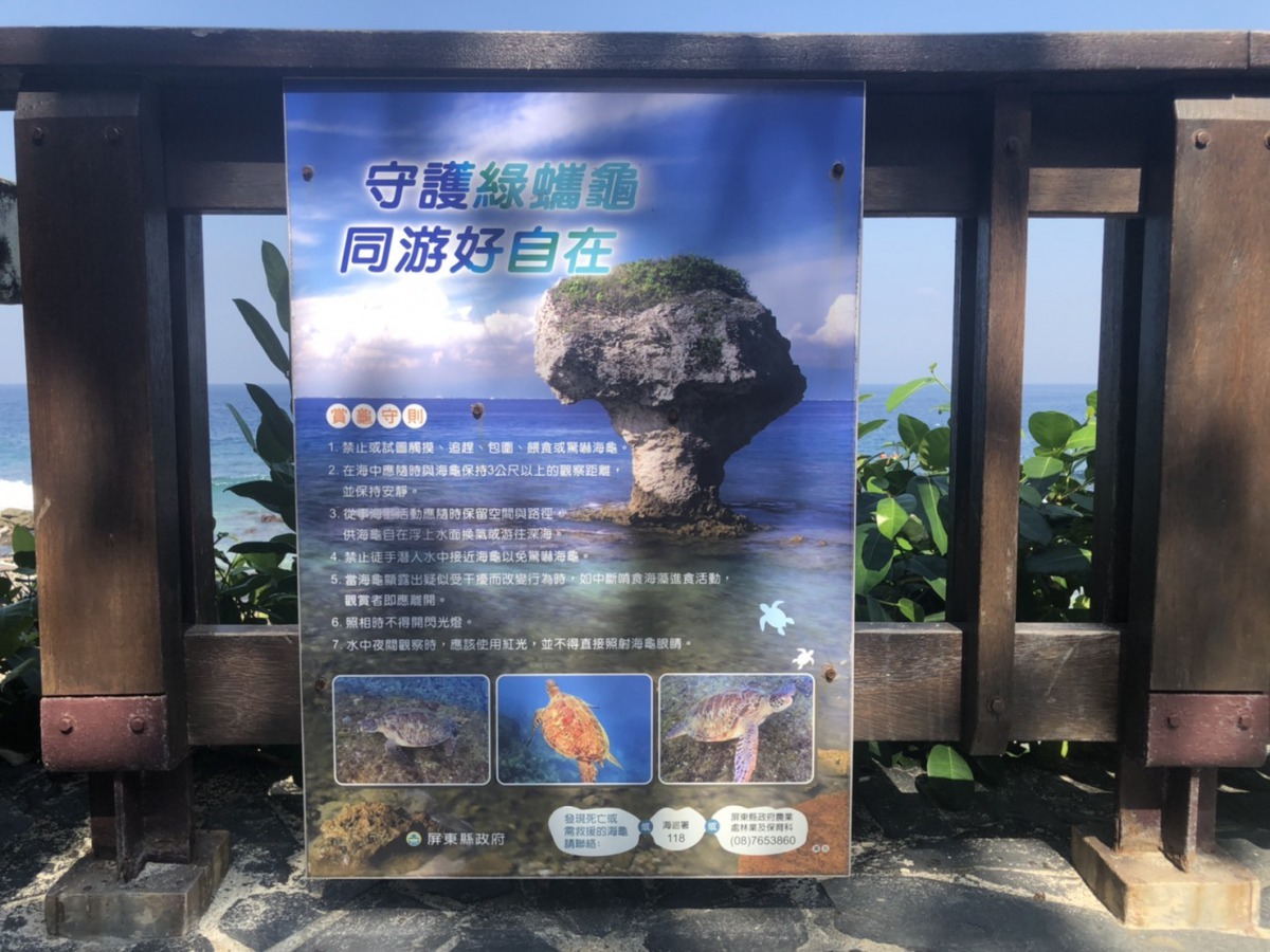 在外遇到海龜時，務必遵守「賞龜守則」。 海巡署/提供