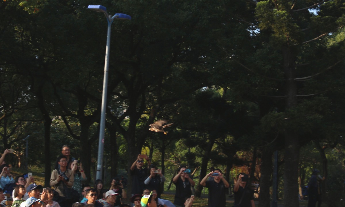 鳳頭蒼鷹回到大安森林公園內自在飛翔，民眾紛紛拿起手機、相機拍下珍貴的一刻。 姚崇仁/攝