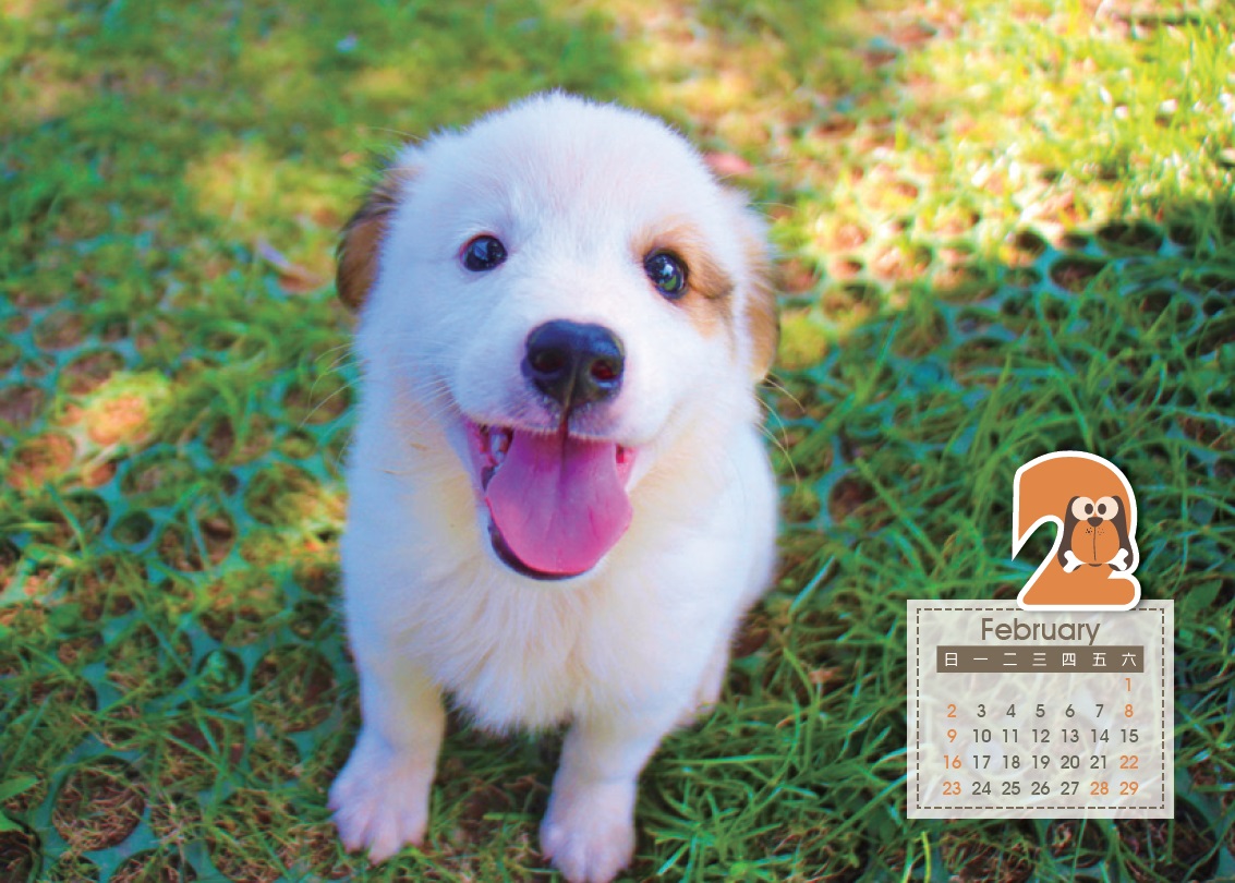 台中市動保處所推出的桌曆,是由動物之家的犬隻擔綱主角。 台中市動保處/提供