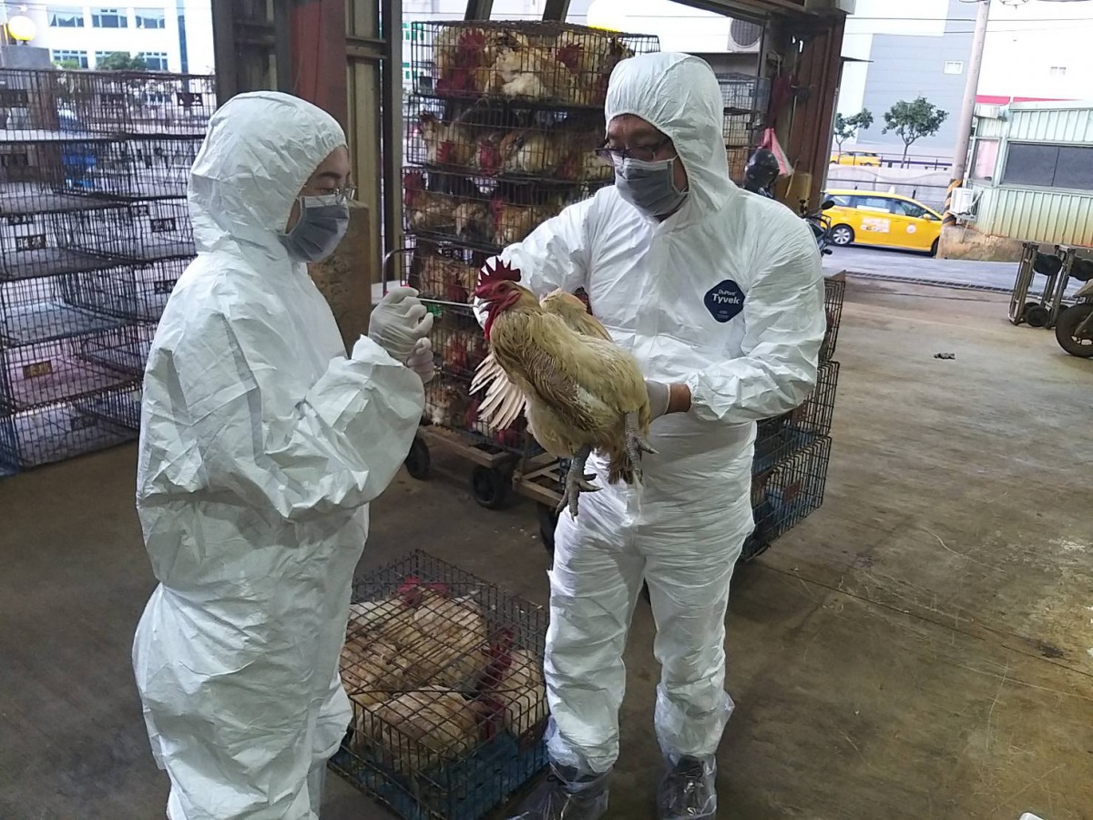 動保處防疫人員至家禽理貨場進行咽喉及肛門拭子採樣。 新北市動保處/提供