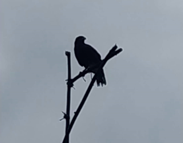 為了測試「老鷹棲架」的實用性,林管處找來合法飼養的栗翅鷹前來試降。台東林管處/提供