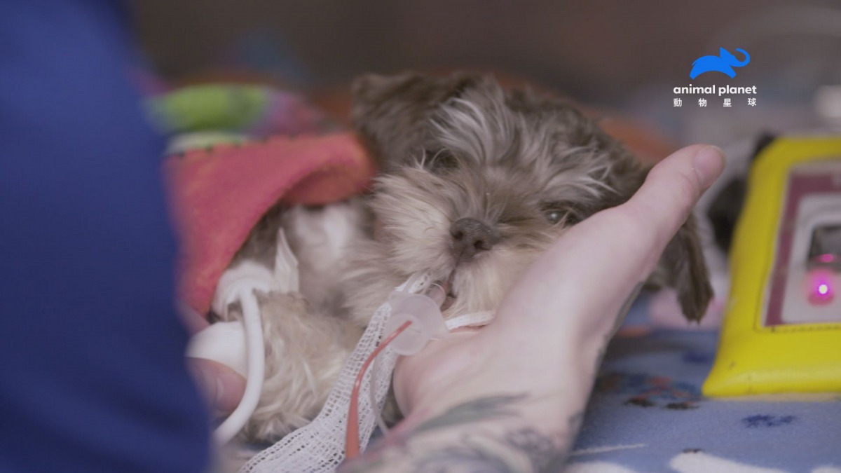 罹患「肝門脈分流」的「克洛維」在亞曼達這裡獲得妥善治療。 動物星球/提供