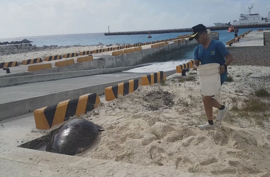 一隻體長110公分的綠蠵龜受困在沙灘上,海巡隊員先以水桶澆水保濕。海巡南沙指揮部/提供