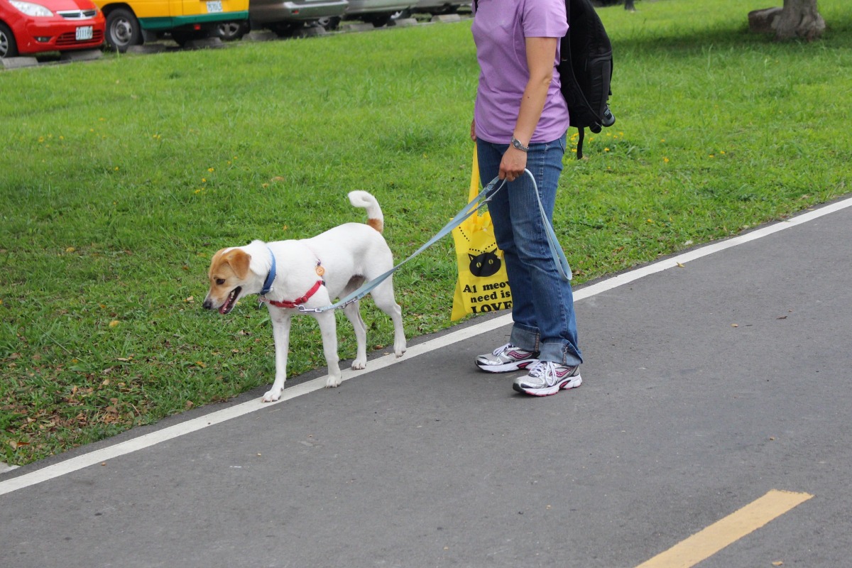 帶狗狗出門散步時,應繫好牽繩以防狗狗走失。 示意圖 資料照片 李娉婷/攝
