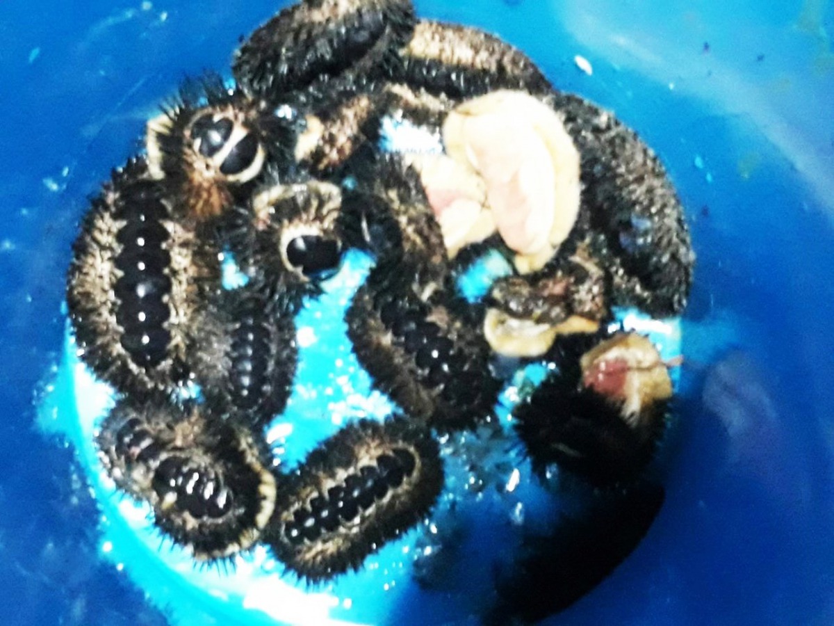 黃姓男子在富山保育區違法採捕到的海膽石鱉。第十三岸巡隊/提供