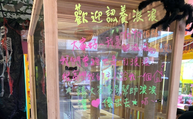 娃娃機店場主出於善意才會在店內擺放櫥窗,開放民眾認養。 台中市動保處/提供