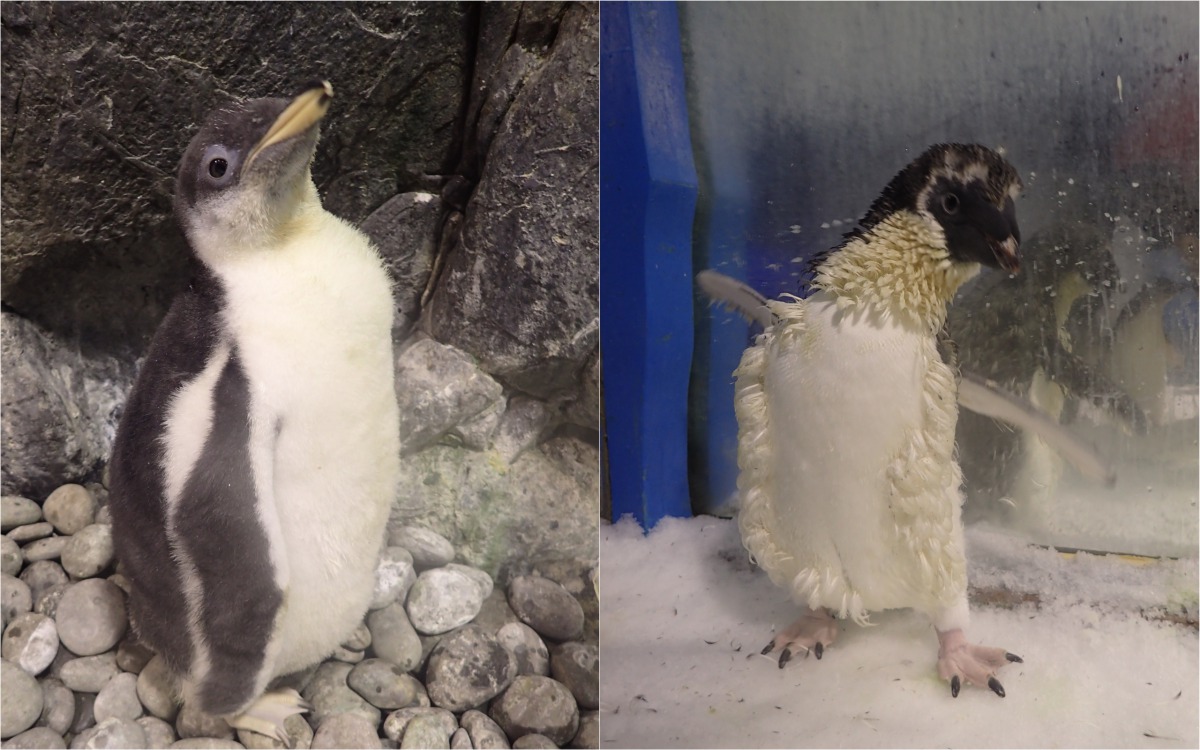 企鵝寶寶剛出生時毛茸茸的模樣(左),而牠們會在「幼兒園」內待到換羽(右)。 海生館/提供