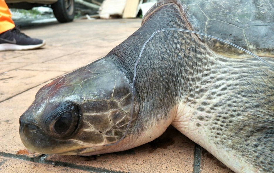 遭誤捕的欖蠵龜嘴裡明顯可見卡著魚線。第一二岸巡隊/提供