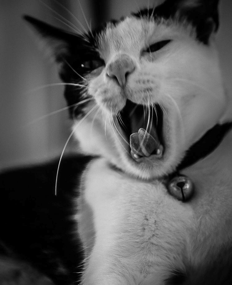 羅東高商學生將「咪將」攝影作品上傳網路平台，引起熱烈回響。 教育部/提供