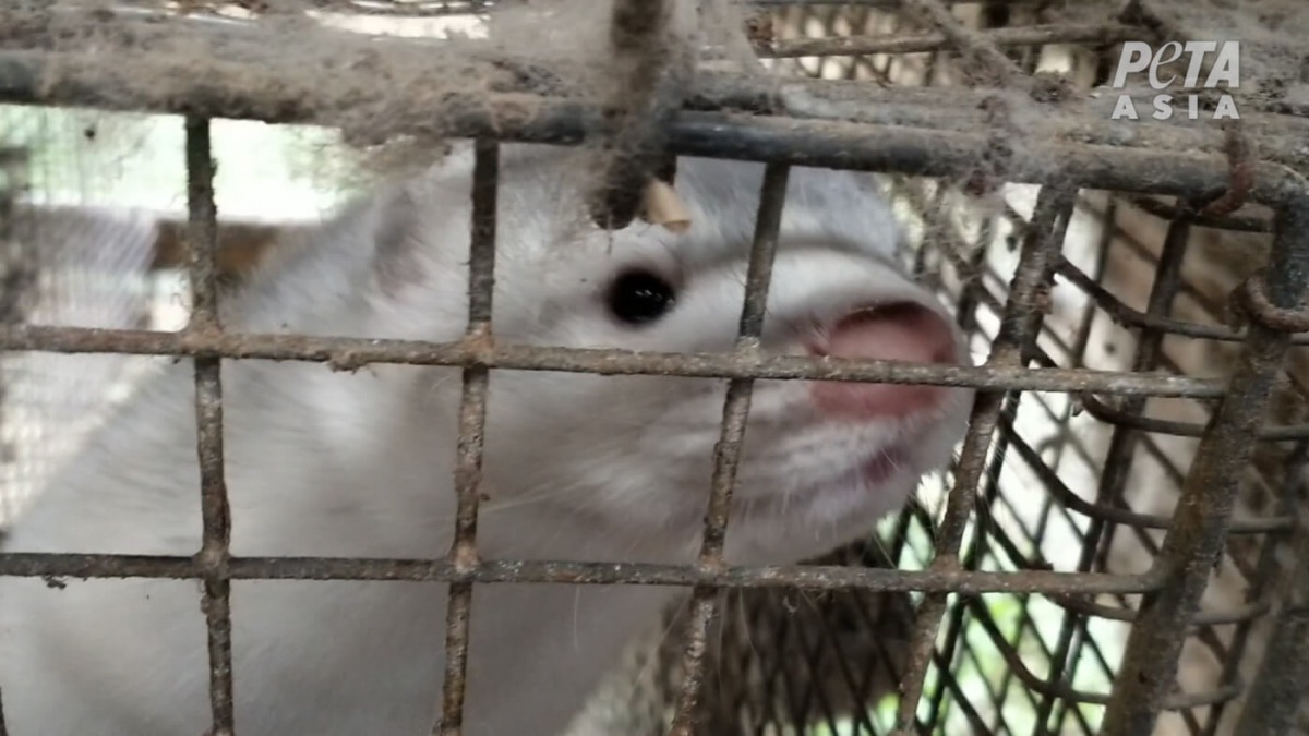 最常被當作皮草的動物「貂」，被關在狹窄的籠子裡。 PETA亞洲善待動物組織/提供