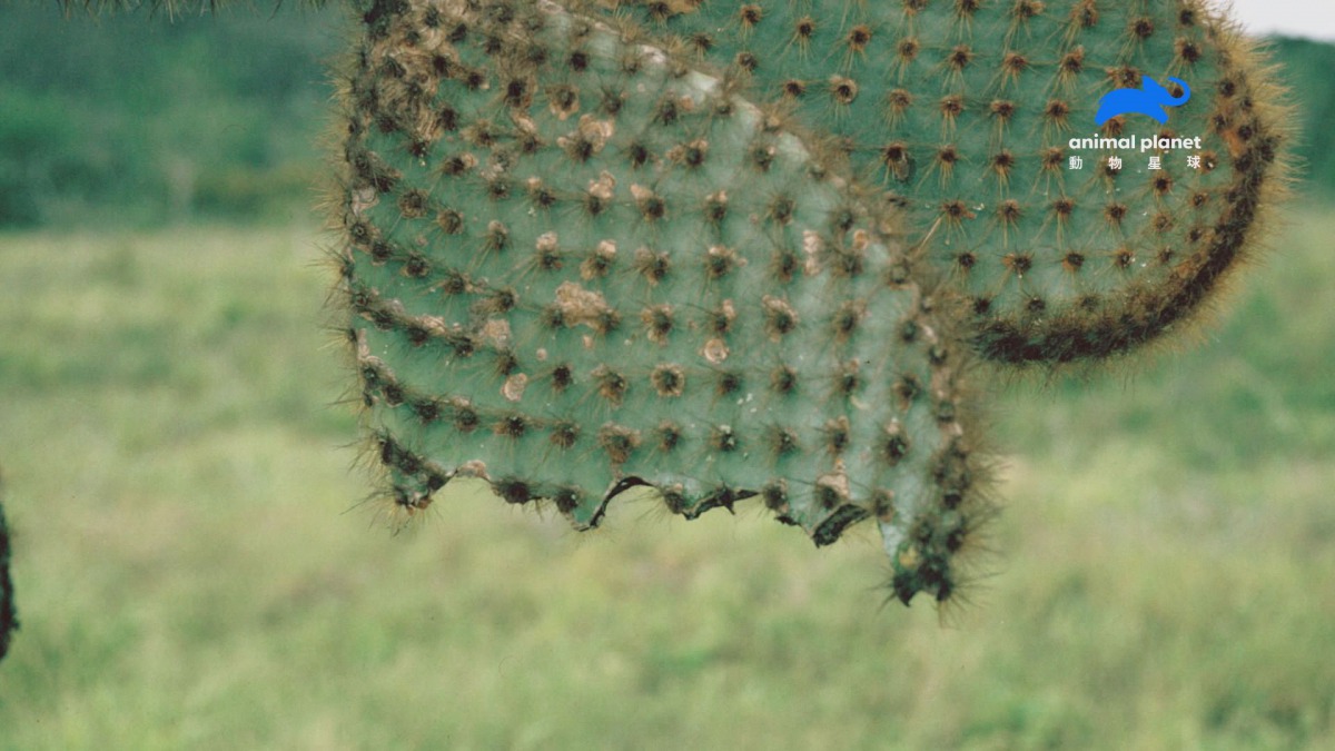 一百多年來只有看到疑似費南迪納巨陸龜的齒痕,並未有人親眼目睹本尊。 動物星球/提供