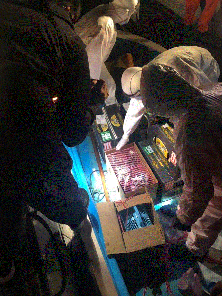 紙箱內籠具塞滿蜜袋鼯。 金門岸巡隊/提供