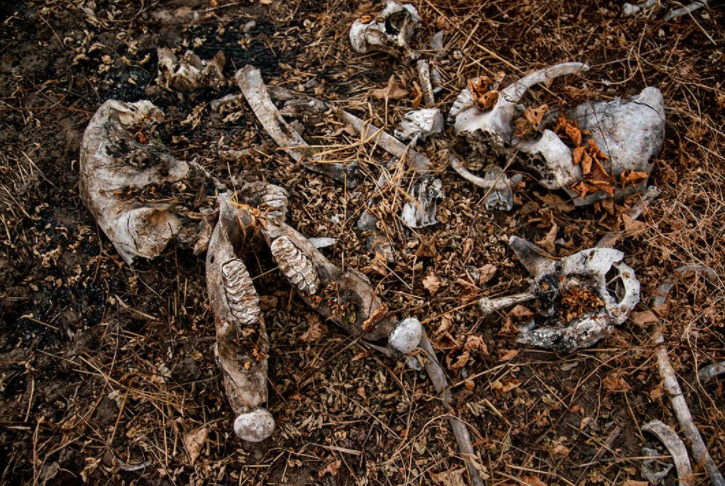 Kate Brooks因為目睹遭屠殺的象群，而有了拍紀錄片的念頭。 WildAid/提供