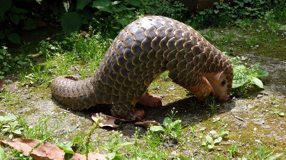 6個月大的「梧空」，體重也從剛出生時的108克，成長到1850公克。台北市立動物園/提供