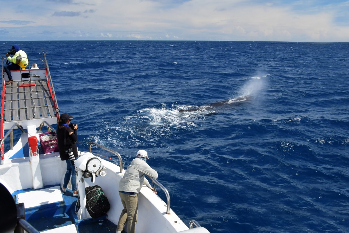 《與海豚的約定》攝影團隊拍攝抹香鯨。 導演簡毓群/提供