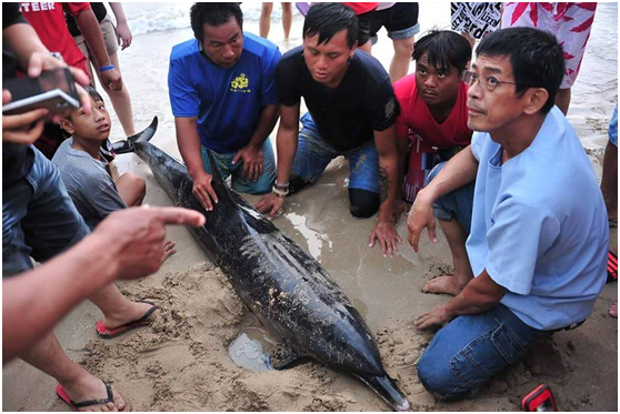 民眾若是發現到鯨豚擱淺可以立即使用app通報，提高救援成功率。資料照片 錢興華/提供