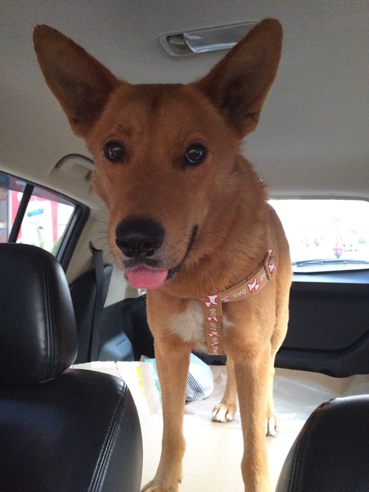 「麥克」過去有被陳愛媽試圖收編。 陳愛媽/提供