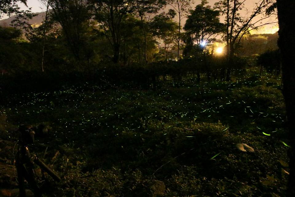 遊客在賞螢的同時要記得不要影響到螢火蟲所棲息的環境。那瑪夏區公所/提供