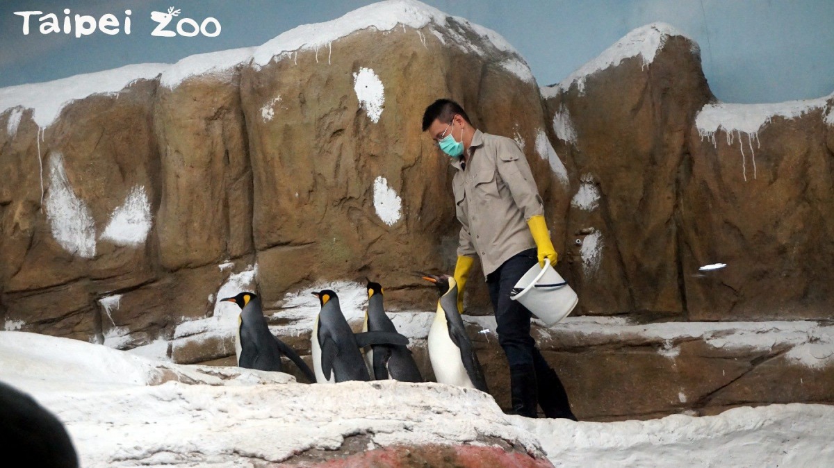 每天上午10:30及下午3:30保育員餵魚的時間，歡迎民眾前往觀察企鵝進食的模樣。 台北市立動物園/提供