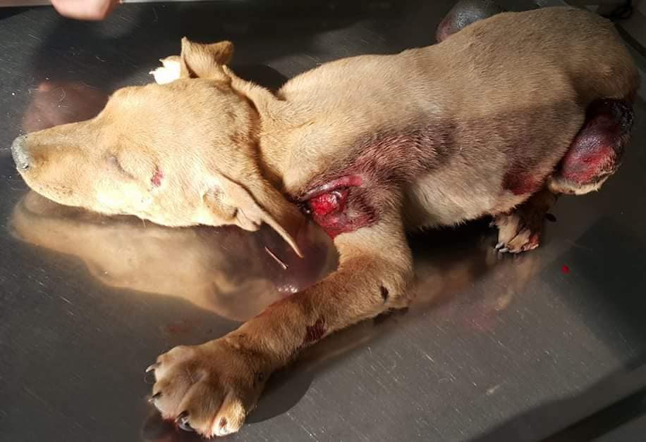 動保團體募款希望可以幫助早日破案。翻攝/宜蘭關懷動物協會