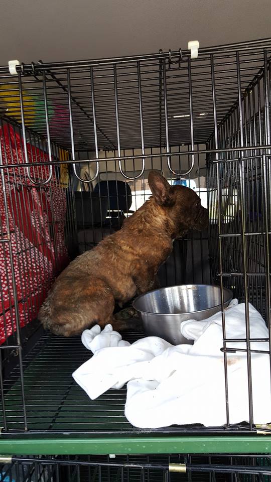 遭丟棄的法鬥被救援後仍不願意進食。 徐文良/提供