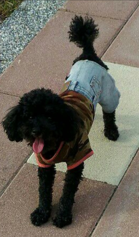 「黑人」被李男染色前的模樣。 范先生/提供