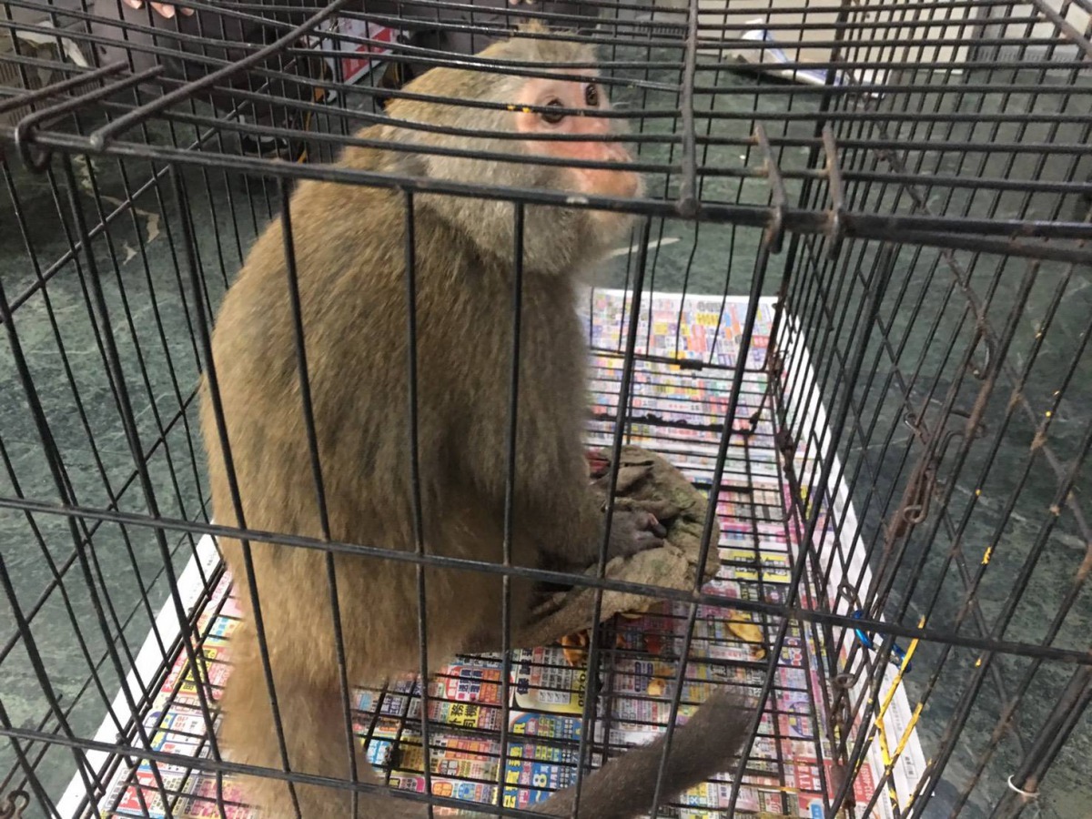 台灣獼猴屬於第三級保育類動物,民眾不得捕捉或飼養。 保七總隊/提供