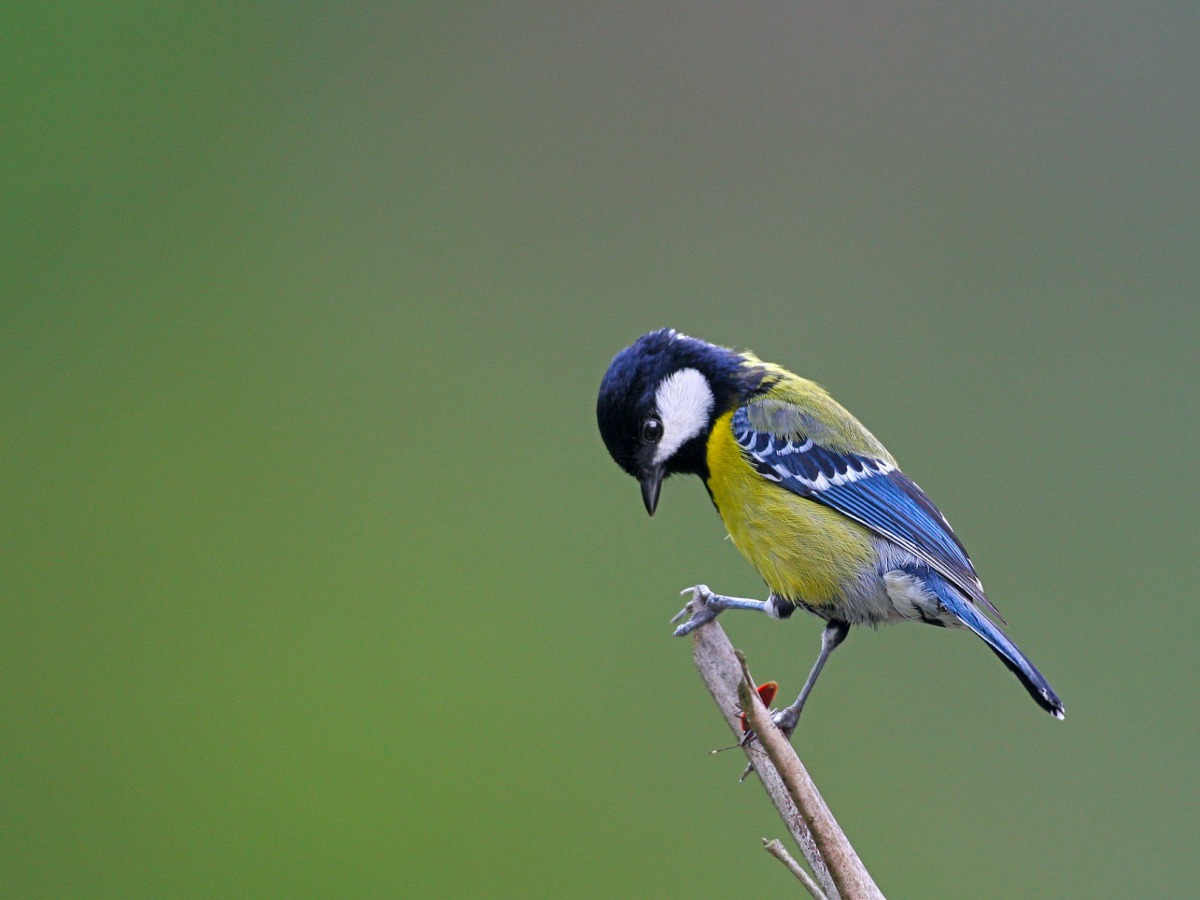 大學山擁有豐富的鳥類生態。(圖為青背山雀) 東勢林管處/提供