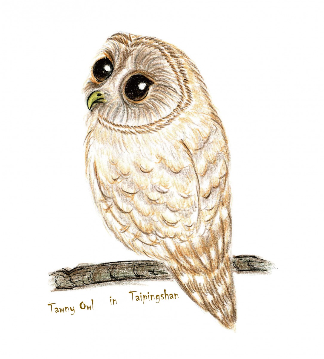 太平山夜觀貓頭鷹活動即日起開始報名。 羅東林管處/提供