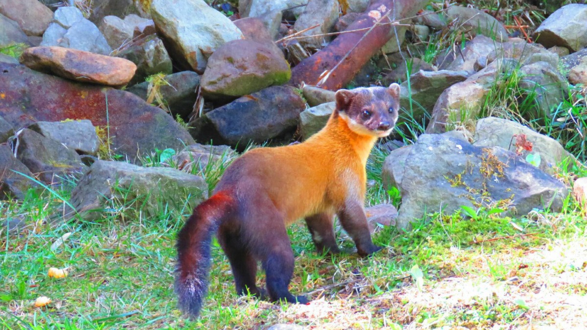 民眾在國家公園隨意餵食野生動物可開罰3000元。 蘇家弘/提供