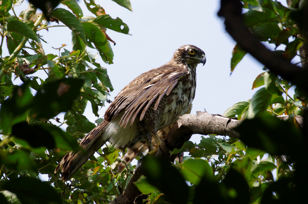 「城市遊俠」鳳頭蒼鷹時常出沒在中洲濕地。高雄市工務局/提供