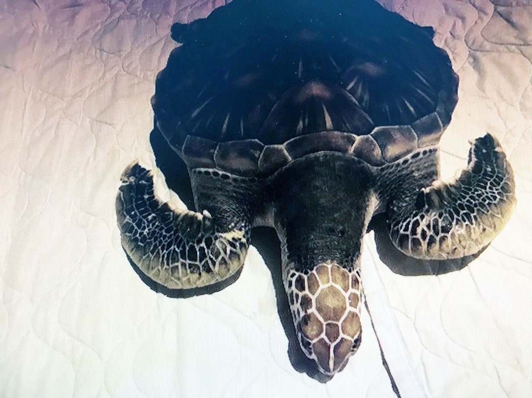 海龜擱淺的原因可能是被漁網纏住或是季節交替導致無法順利游回大海。 第8岸巡總隊/提供