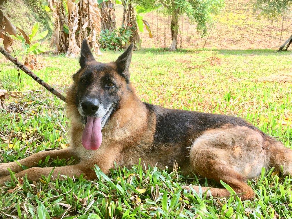 苗栗收容所拍攝完照片馬上就有人認養的狼犬。 苗栗動保所/提供